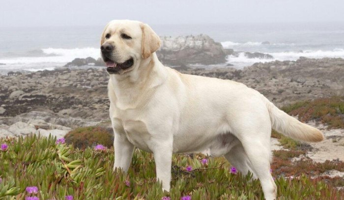 拉布拉多犬性格