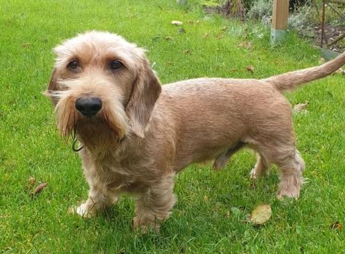 長毛臘腸犬健康