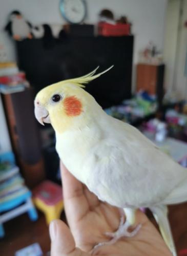 玄鳳鸚鵡性格特點