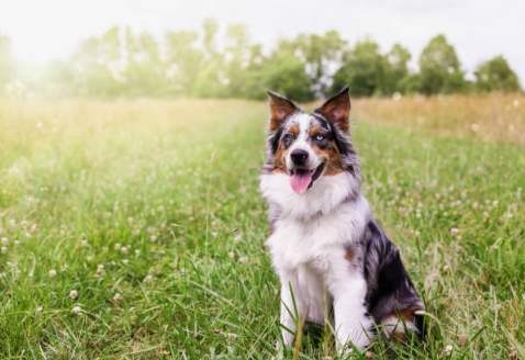澳洲牧羊犬優點