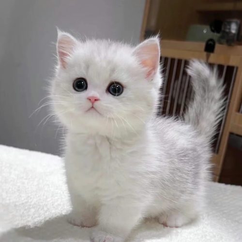 貓咪健康風險 貓咪健康風險