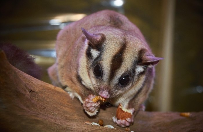 蜜袋鼯獨養注意事項