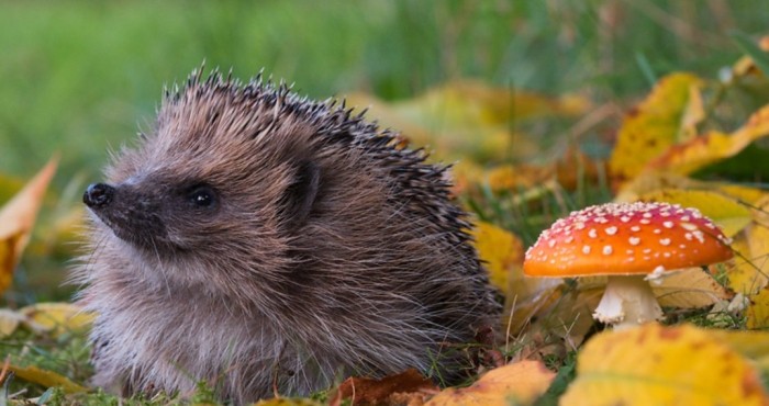 刺蝟活動力下降原因