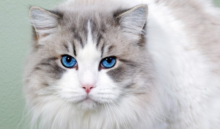 親貓注意事項 親貓注意事項