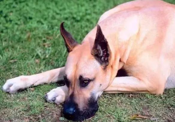 狗狗精神不振症狀