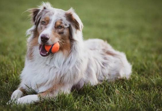 澳洲牧羊犬優點