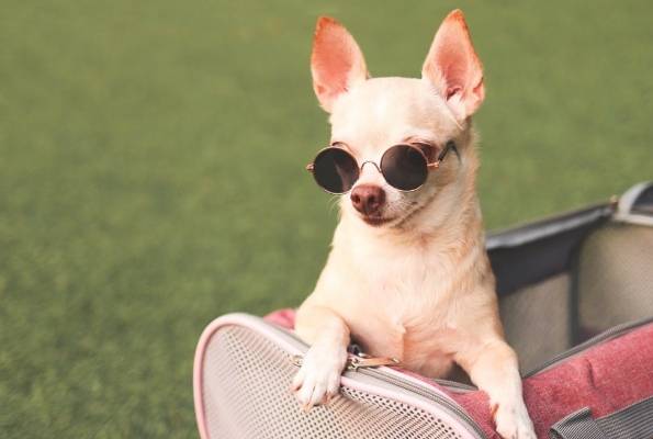 吉娃娃訓練方法