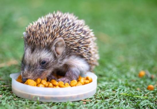 刺猬是什麼動物