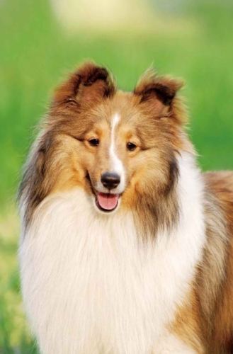 狗無預警咬人原因