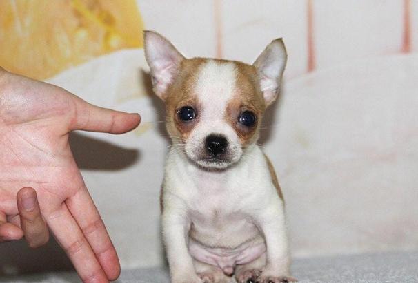 吉娃娃遺傳疾病