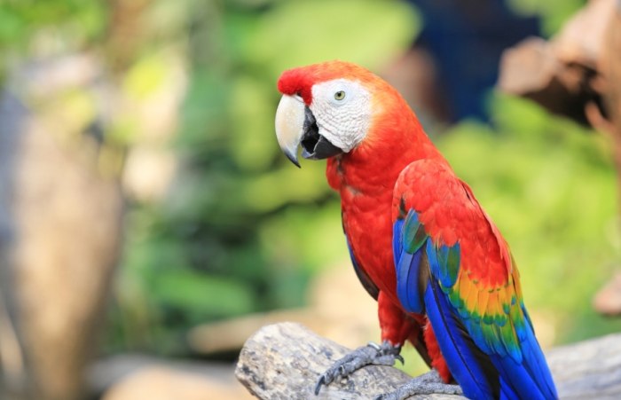 鸚鵡巧克力中毒