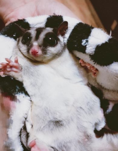 台灣蜜袋鼯飼養