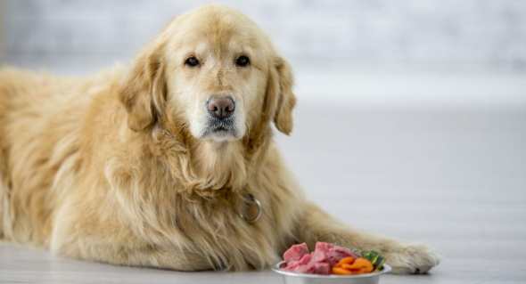 腎臟病狗狗飲食