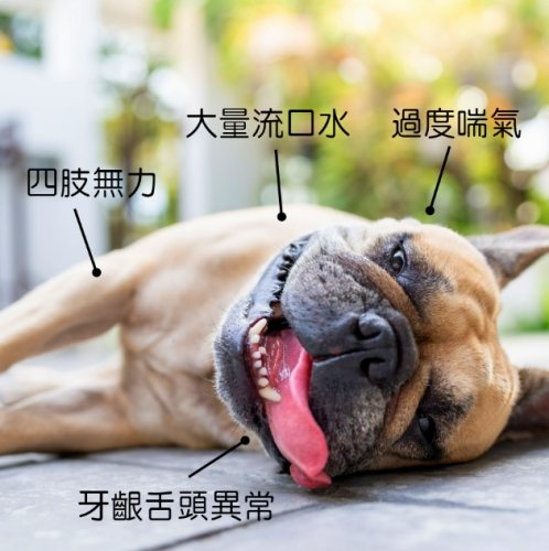 犬中暑後遺症治療