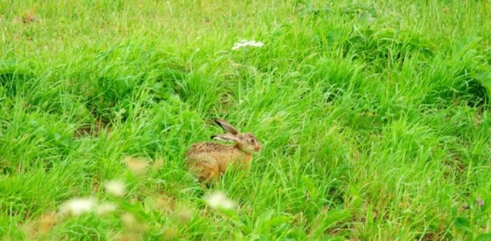 果園草兔子 管理 果園草兔子 管理