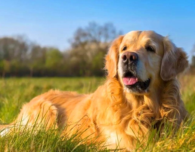 狗吃羅勒的好處