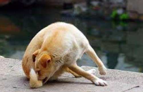 狗尾巴受傷處理