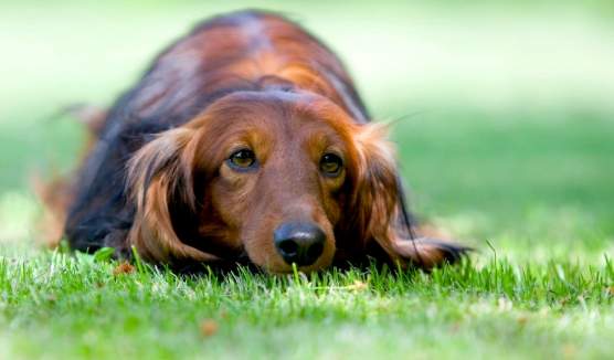 長毛臘腸狗顏色種類