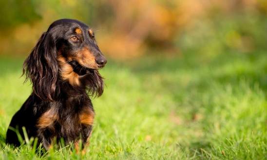 長毛臘腸犬飼養