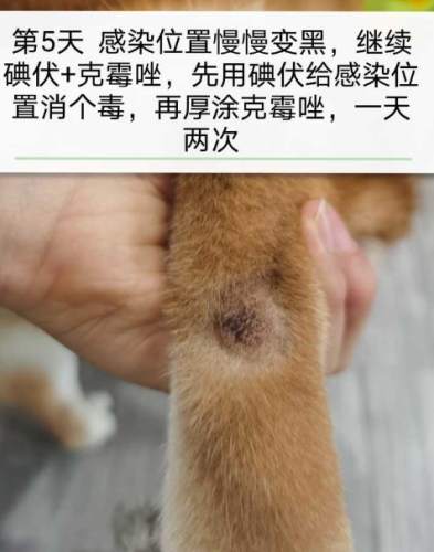 柴犬皮膚病症狀