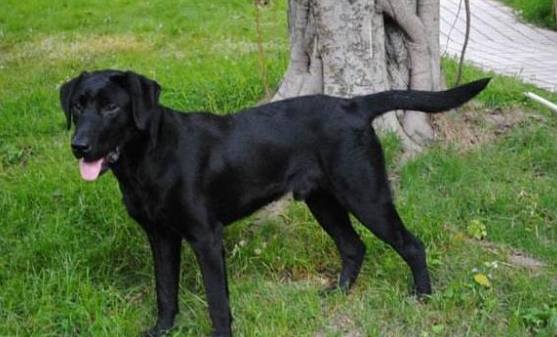 米克斯狗照顧 米克斯狗照顧