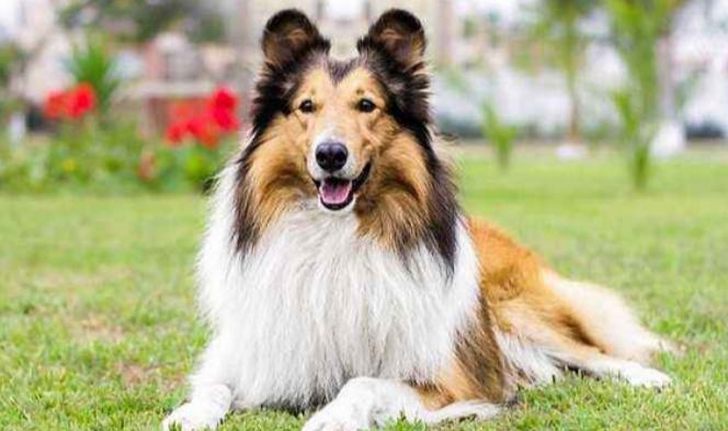 蘇格蘭牧羊犬聰明程度