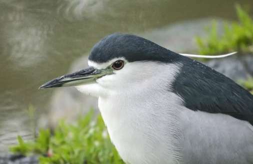 夜鷺繁殖期羽毛