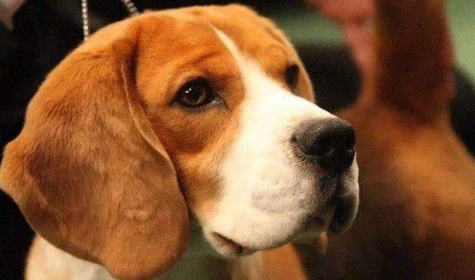 米格魯照顧指南