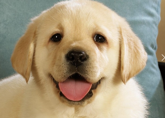 對狗有害的精油