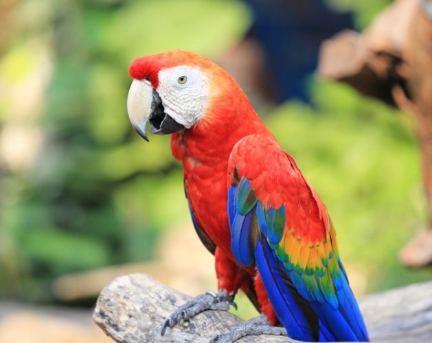 鳥類消化系統疾病