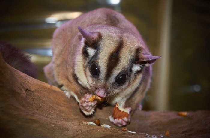 蜜袋鼯安全食物