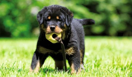 危險犬隻飼養注意事項