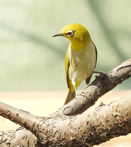 綠繡眼健康照顧