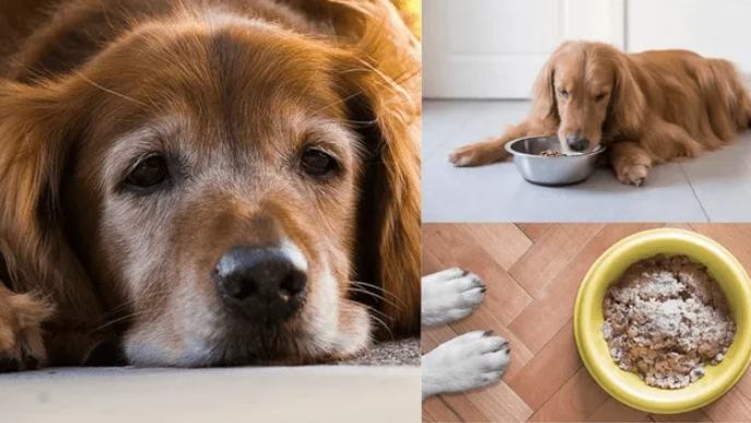 狗狗飼料量計算