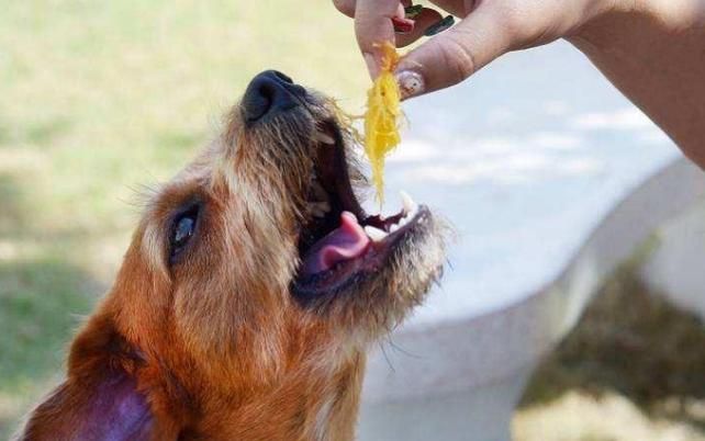 如何餵食狗雞心 如何餵食狗雞心