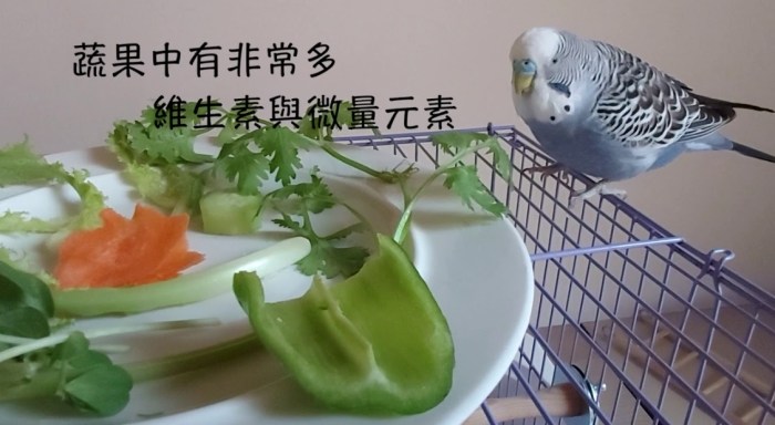 安全鳥食