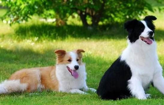 养边牧注意事项