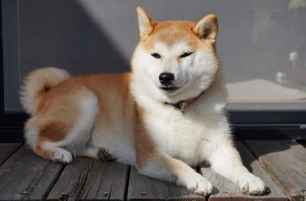 柴犬皮膚病症狀