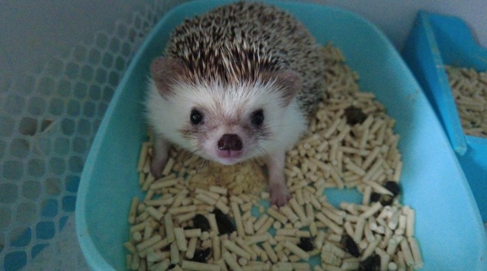 寵物刺蝟照顧
