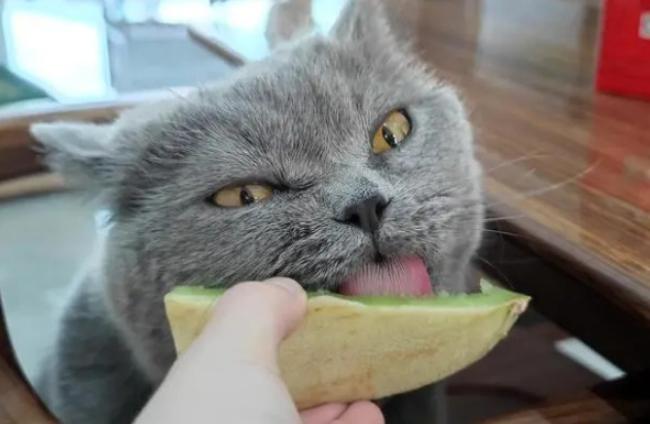 哈密瓜對貓的影響