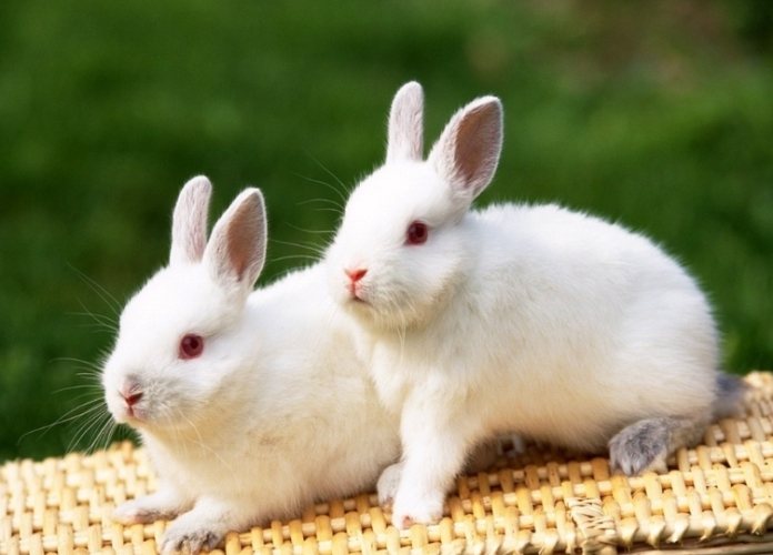 牧草多久换一次