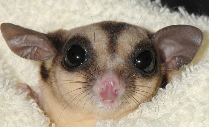 蜜袋鼯健康問題