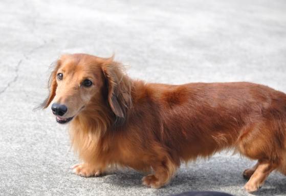 長毛臘腸狗顏色種類