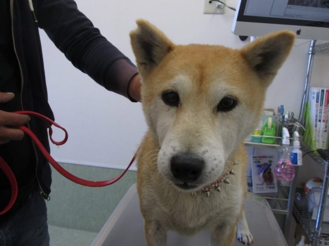 柴犬皮膚病症狀