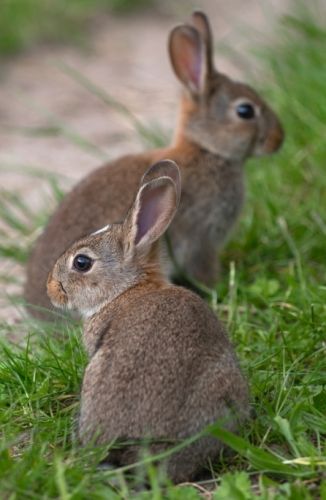 牧草多久换一次