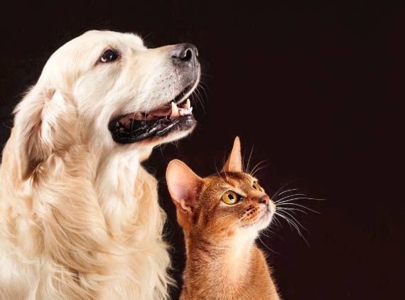 狗狗精神不好原因