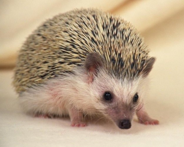 歐洲刺蝟非洲刺蝟比較