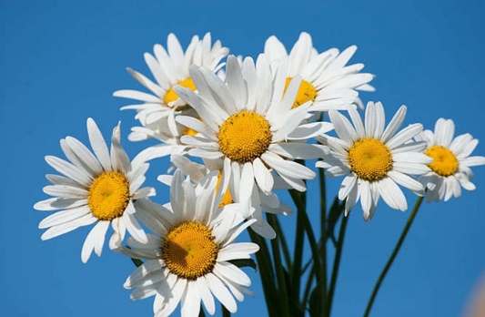 雛菊洋甘菊比較