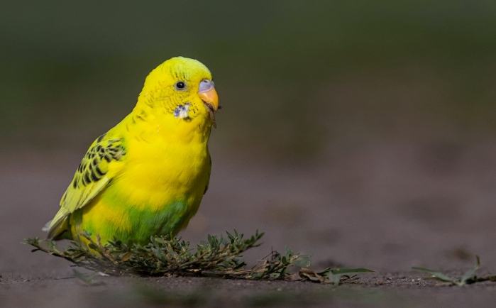 鸚鵡蔬菜餵食方法