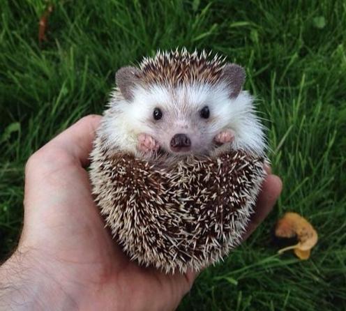 刺蝟不親人原因